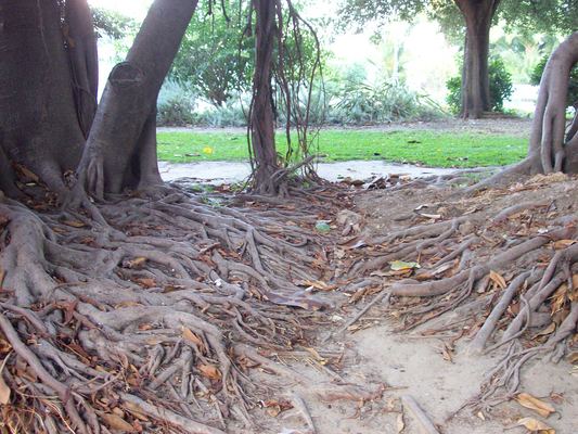 Product picture Big roots. 