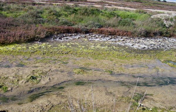 Product picture Swamps in Chiclana  