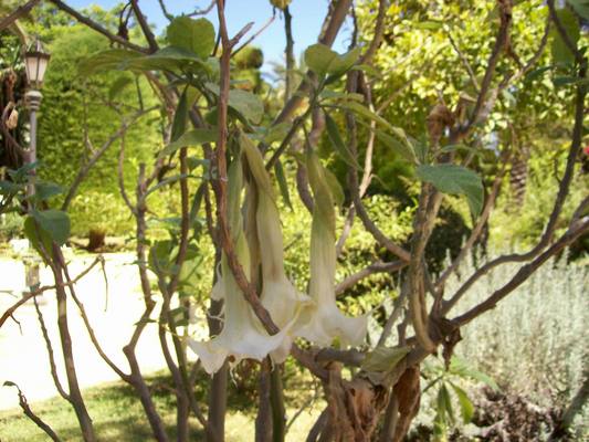 Product picture Two ear-trumpets