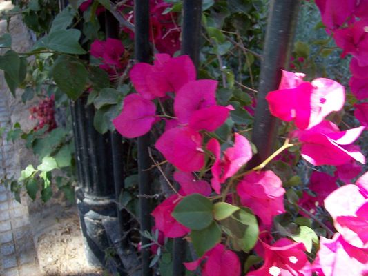 Product picture Flowers next to the grill of the Genoese park