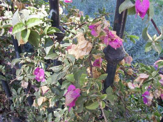 Product picture Flowers next to the grills of the Genoese park