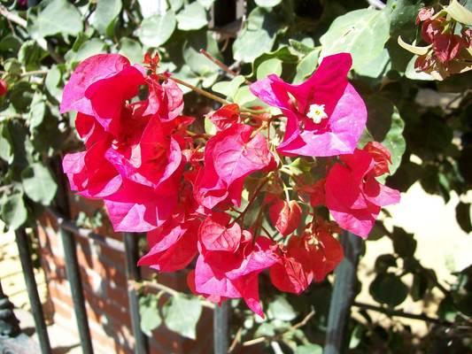 Product picture Flores next to the grids of the Genoese park. 