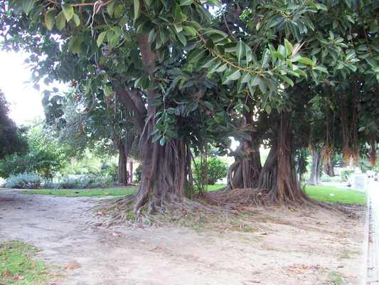 Product picture Il grande albero della piazza della Spagna.