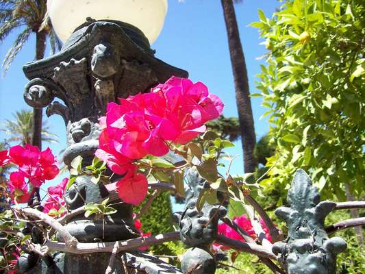 Product picture Fiori rossi 