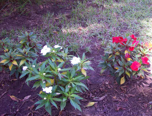 Product picture  Fiori prossimo alla griglia del parco Genovese. 